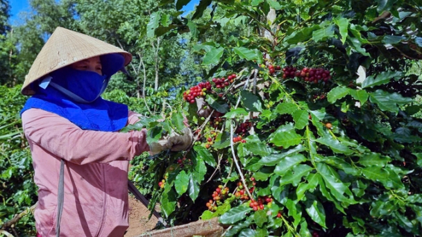 Coffee replanting increases productivity by 1.2 to 1.5 times