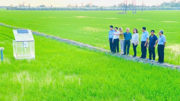 One million hectares of high-quality rice project aims to preserve farming practices and protect rural landscapes