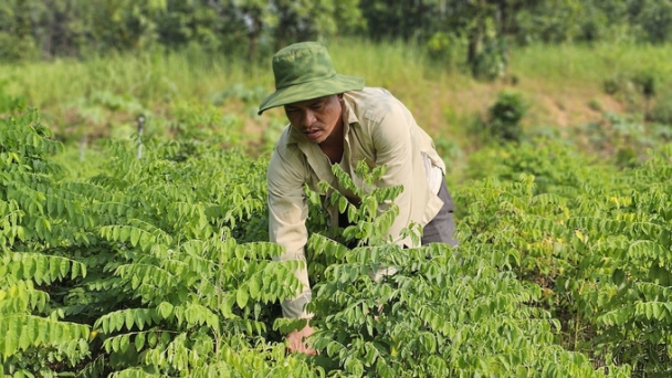 Enhancing soil nutrition for sustainable vegetable production