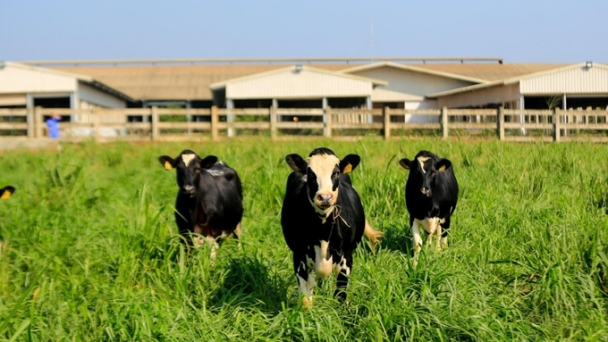 The process from pasture to milk at TH's organic dairy farm