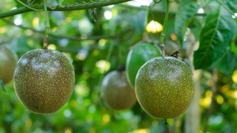 Vietnamese fruits and vegetables are increasingly favored in Australia