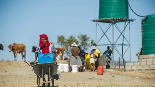 Why goats are replacing cows in southern Africa