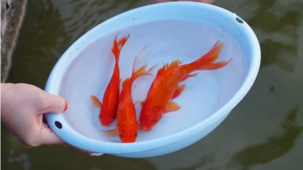 Một số lưu ý khi thả cá tiễn Ông Công, Ông Táo về trời