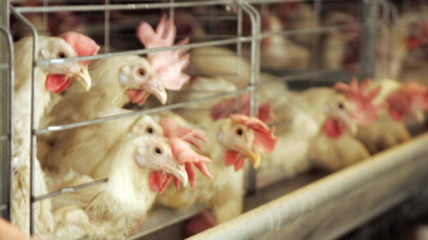 Ohio reports first human case of bird flu in poultry farm worker