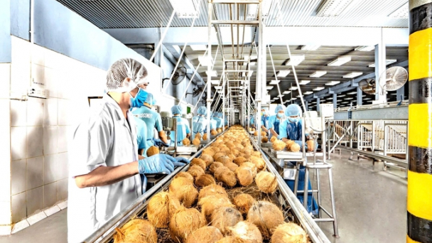 Coconut industry generates over 500 million USD for Ben Tre Province