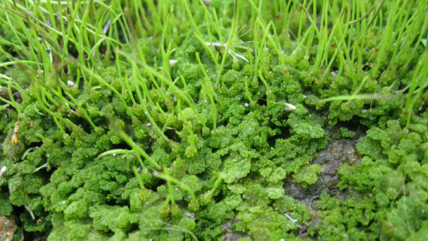 This tiny plant could revolutionize agriculture and combat climate change