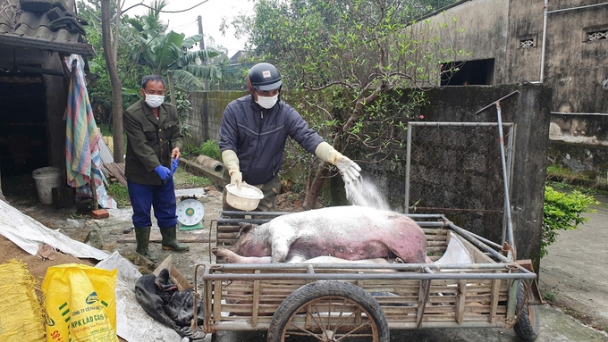 African swine fever quietly spread across Ha Tinh