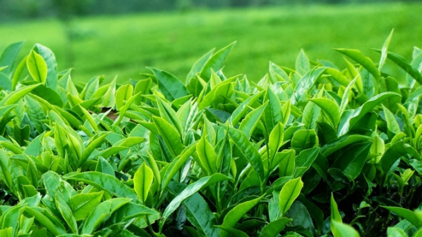 The global organic tea market is expected to grow into a billion-dollar industry.