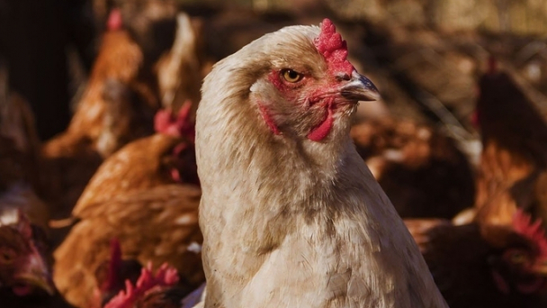 Insufficient Salmonella controls standards in livestock production, posing infection risks