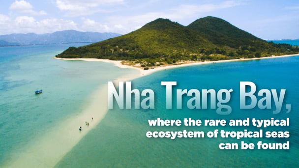 Nha Trang Bay, where the rare and typical ecosystem of tropical seas can be found