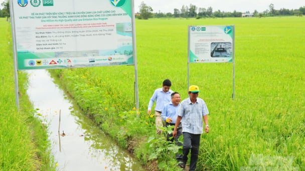 Building a green Vietnamese rice brand to navigate the carbon market