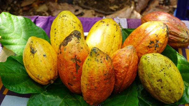 Cocoa prices hit record high, farmers excited to expand the growing area