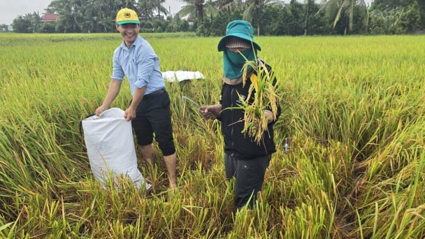 Cluster sowing solution for high-quality, low-emission rice cultivation in the Mekong Delta