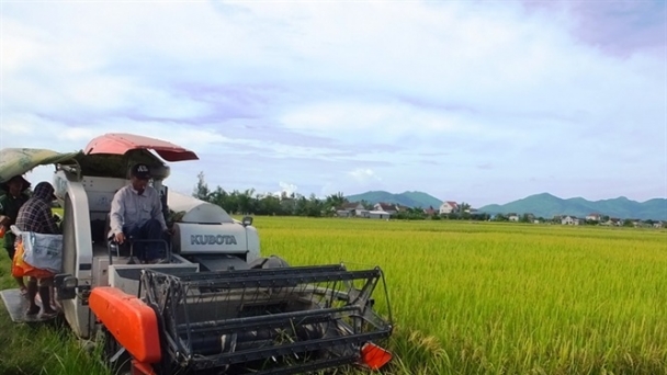 Hối hả thu hoạch lúa 'chạy' bão Podul