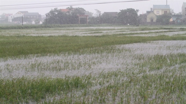 Nghệ An căng thẳng ứng phó thiên tai