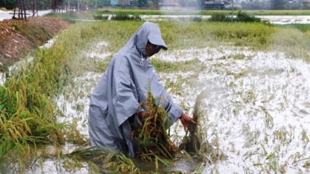 Hàng vạn hecta lúa Hà Tĩnh, Nghệ An 'chìm nghỉm' ngoài đồng: Bài học buồn tránh lặp lại