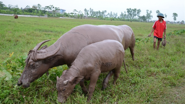 Đất đai đang cột chặt nông dân