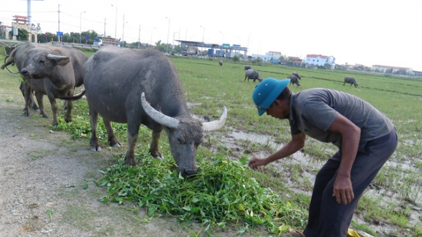 Mất bò mới lo… giữ trâu