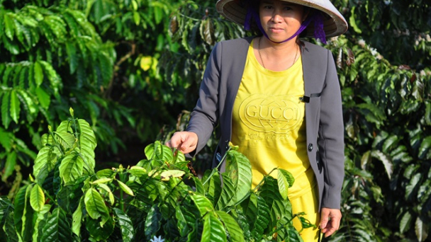 Nghi án vườn cà phê 1,5ha bị hủy hoại bởi thuốc trừ cỏ