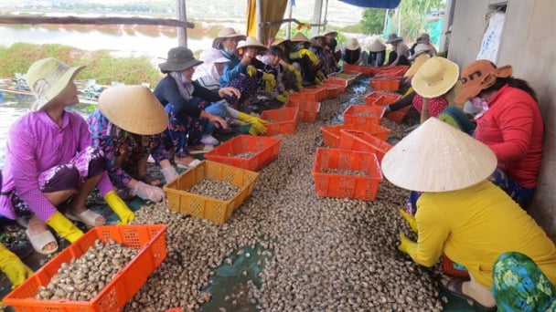 Ốc hương sản lượng cao nhưng giá thấp