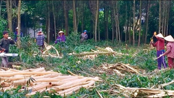 Bị đè tử vong khi đang khai thác keo