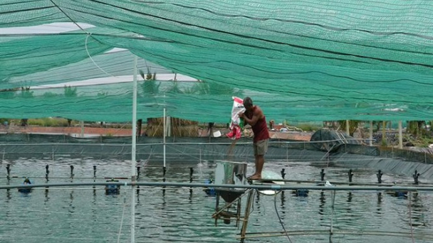Những tỷ phú nuôi tôm công nghệ vùng nước lợ