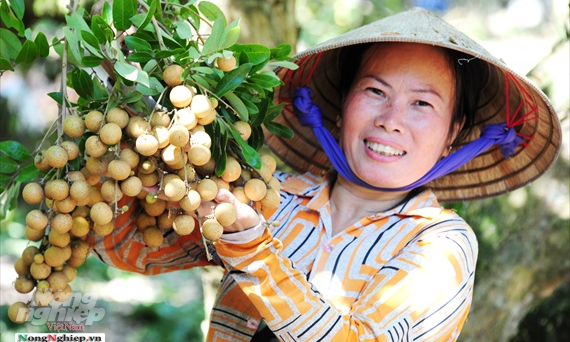 Đồng Tháp: Trồng nhãn sạch xuất khẩu