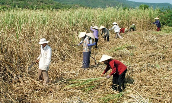 Áp dụng các giải pháp bảo vệ người trồng mía