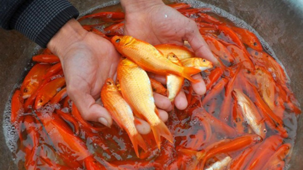 Làng nghề cá chép đỏ Thủy Trầm