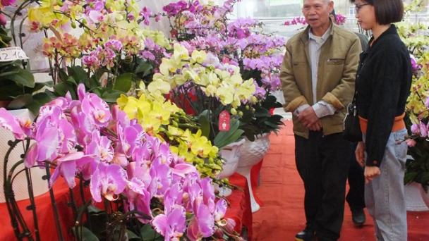 Hoa tết rợp trời về Thủ đô khoe sắc