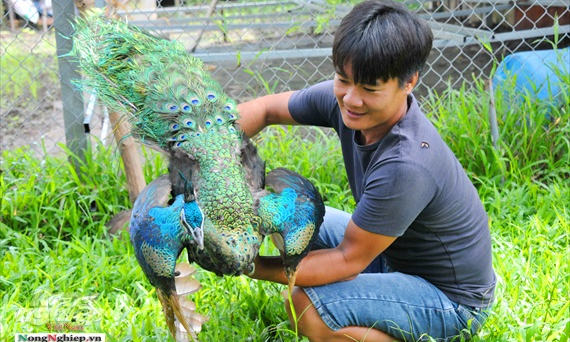 Trang trại chim công, đà điểu trên đất Tây Đô