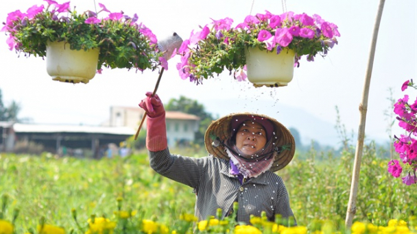 Tết về trên cánh đồng hoa lớn nhất Đồng Nai