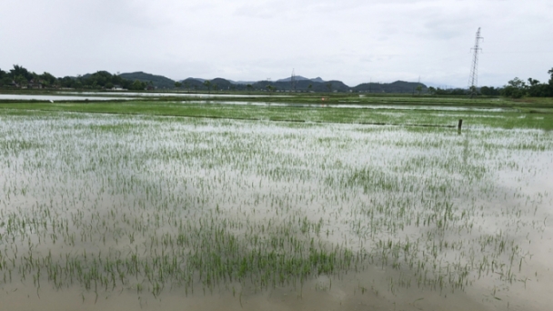 Hơn 12.000 ha lúa hè thu chìm trong nước lũ, nông dân bất an