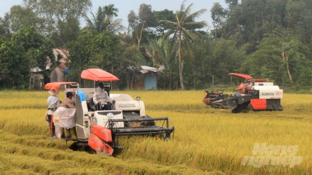 Vụ lúa hè thu không như kỳ vọng