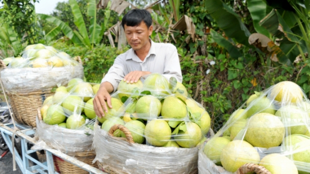 Lưu thông lúa gạo, trái cây vẫn khó