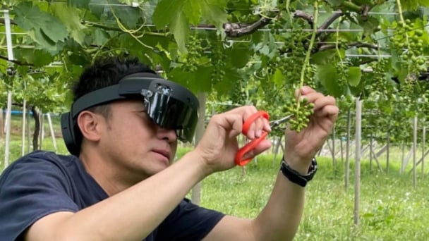 Thử nghiệm kính trí tuệ nhân tạo hỗ trợ các nhà sản xuất trái cây