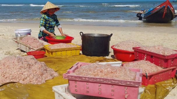 Bám biển đêm ngày vì… ruốc, cá