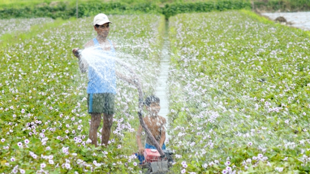 'Vương quốc khoai lang' sống lại thời hoàng kim