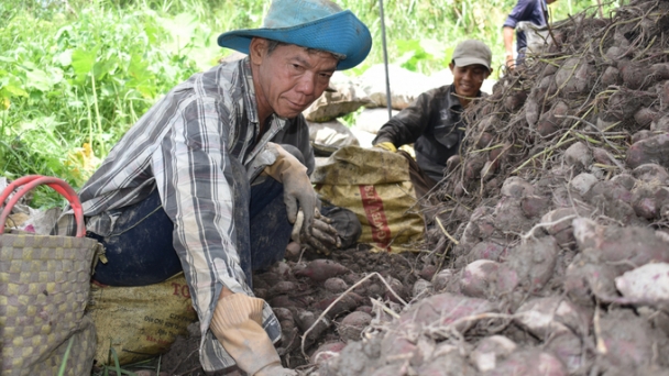 Giá khoai lang tăng mạnh nhưng không có bán