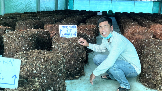 Trồng nấm rơm hữu cơ trong nhà, năng suất, giá bán gấp đôi ngoài trời