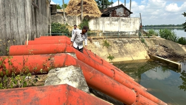 Xâm nhập mặn khốc liệt, hàng ngàn ha lúa nguy cơ ngừng sản xuất