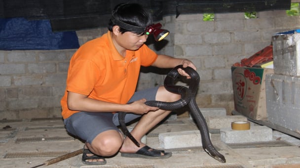 Làm giàu nhờ nuôi loài 'tử thần'