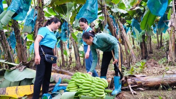 Mường Khương phấn đấu cấp mới 14 mã số vùng trồng chuối