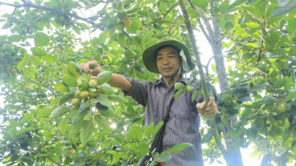 Hồng không hạt Bắc Kạn được mùa, được giá