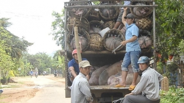 Giá heo nhích kích thích người nuôi tái đàn