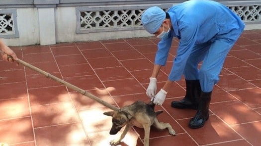 Tỉnh tiên phong ban hành năm cao điểm phòng, chống bệnh dại