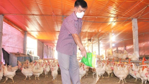 Không phát triển chăn nuôi khi chưa kiểm soát được an toàn dịch bệnh