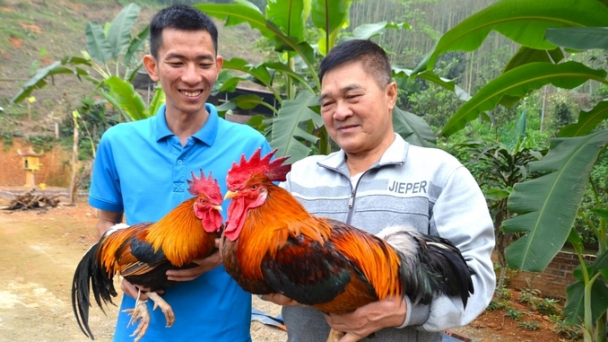 Gà nhiều cựa Tân Sơn đang cần hơn 1,3 tỷ đồng