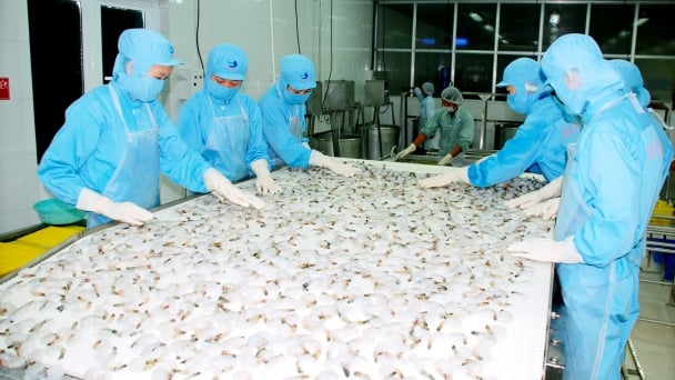 Ca Mau proposes tackling challenges related to the exportation of shrimp
