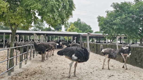 Nuôi đà điểu trên vùng cát trắng